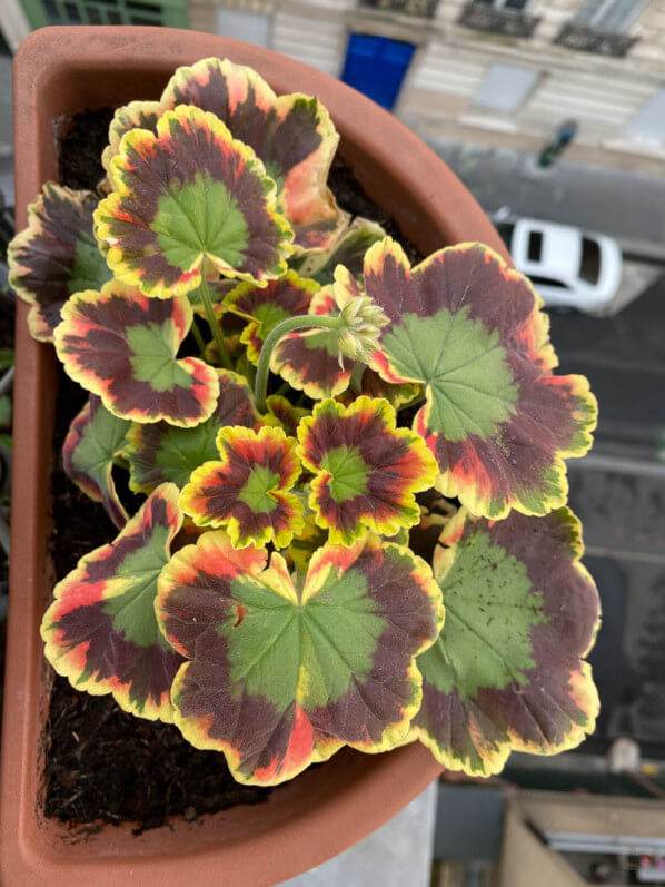 Pelargonium zonale au printemps sur mon balcon parisien, Paris 19e (75)