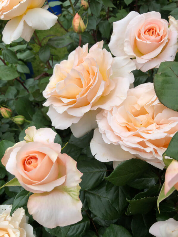 Rose 'Bérénice', Édirose