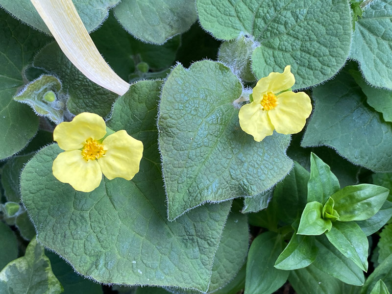 Saruma henryi au printemps sur mon balcon parisien, Paris 19e (75)