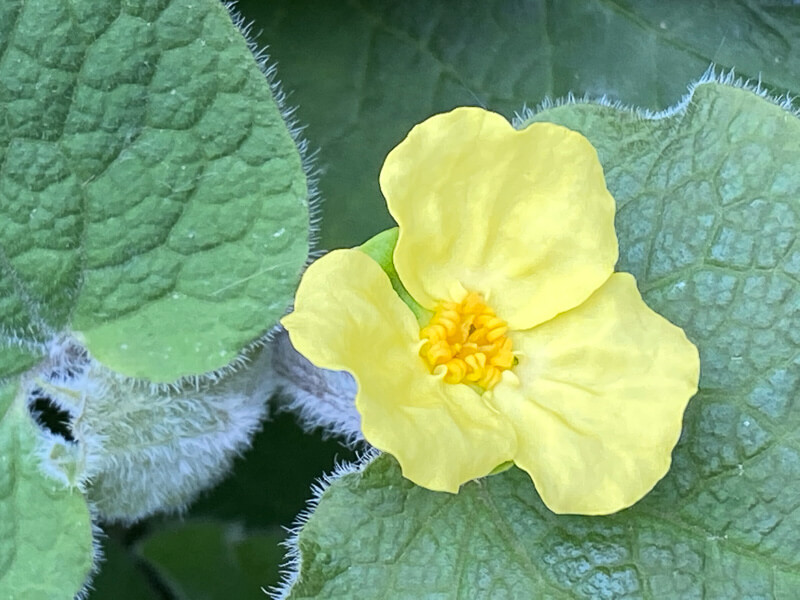 Saruma henryi au printemps sur mon balcon parisien, Paris 19e (75)