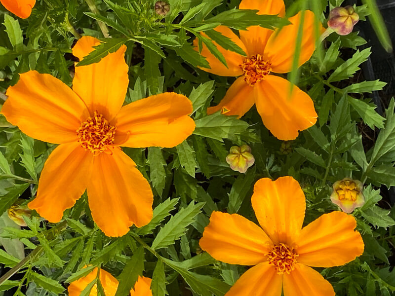 Tagetes patula Disco, École du Breuil, Paris 12e (75)