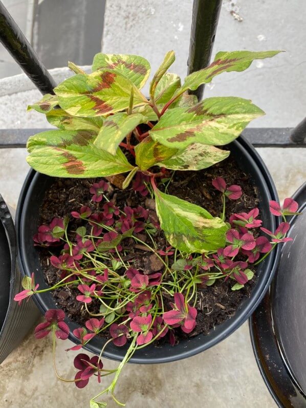 Trifolium repens 'Isabella' et Persicaria virginiana ‘Painter’s Palette’, au printemps sur mon balcon parisien, Paris 19e (75)