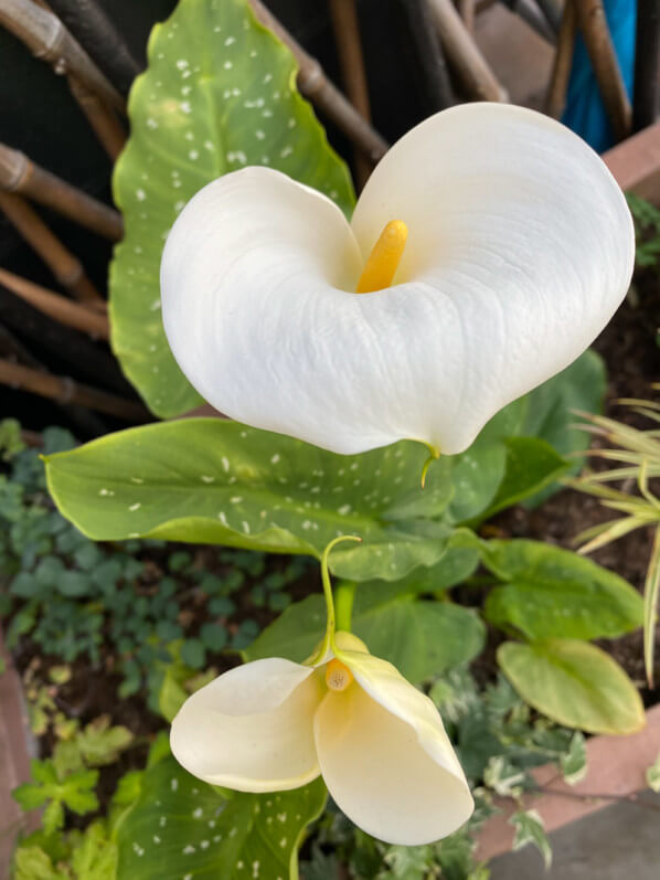 Zantedeschia aethiopica 'Himalaya' au printemps sur mon balcon parisien, Paris 19e (75)