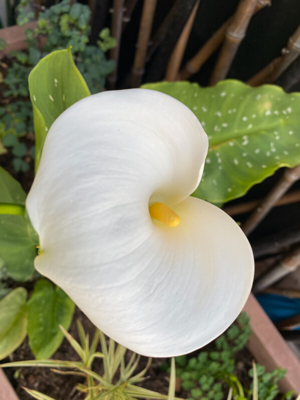 Zantedeschia aethiopica 'Himalaya' au printemps sur mon balcon parisien, Paris 19e (75)