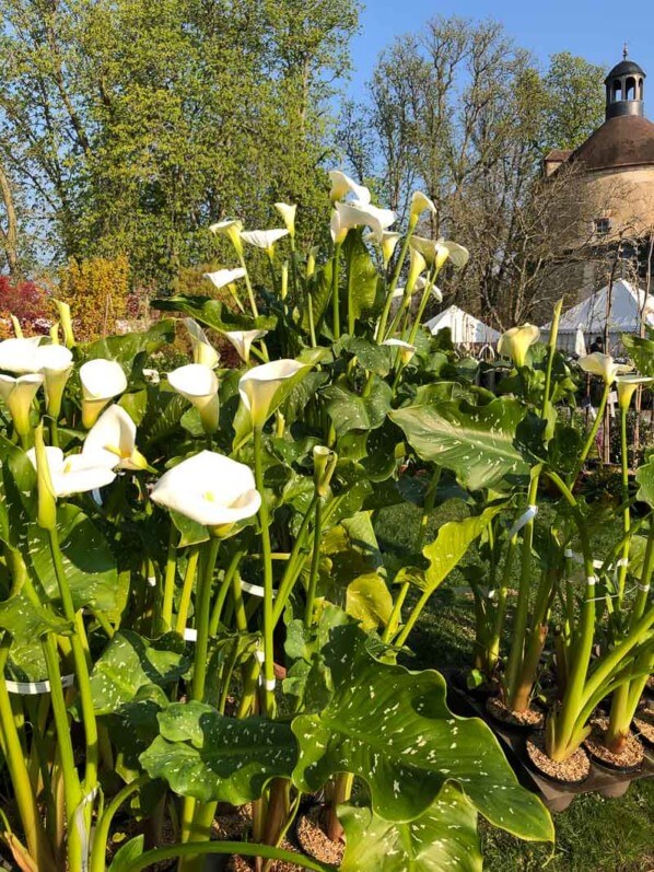 Arum, Zantedeschia aethiopica 'Himalaya', Fête des Plantes Printemps, château de Saint-Jean de Beauregard (91)