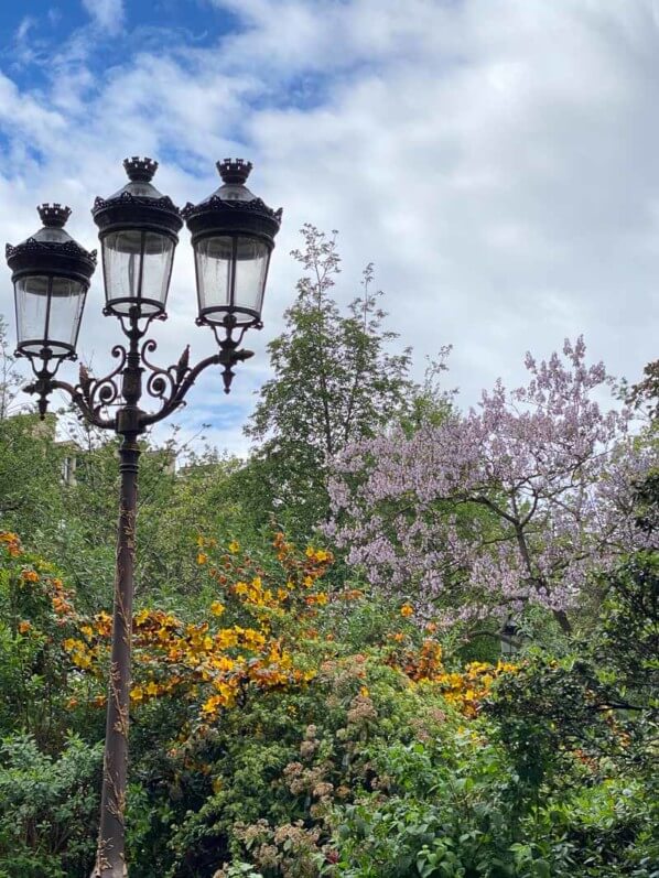 Fremontodendron et Paulownia au printemps, Marché aux fleurs, Île de la Cité, Paris 4ème (75)