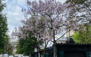 Paulownia au printemps, Marché aux fleurs, Île de la Cité, Paris 4ème (75)