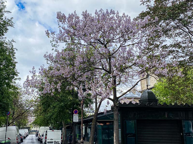 Paulownia au printemps, Marché aux fleurs, Île de la Cité, Paris 4ème (75)