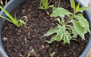 Chlorophytum saundersiae 'Starlight', Phlox paniculata 'Crème de menthe', misère, au printemps sur mon balcon parisien, Paris 19e (75)