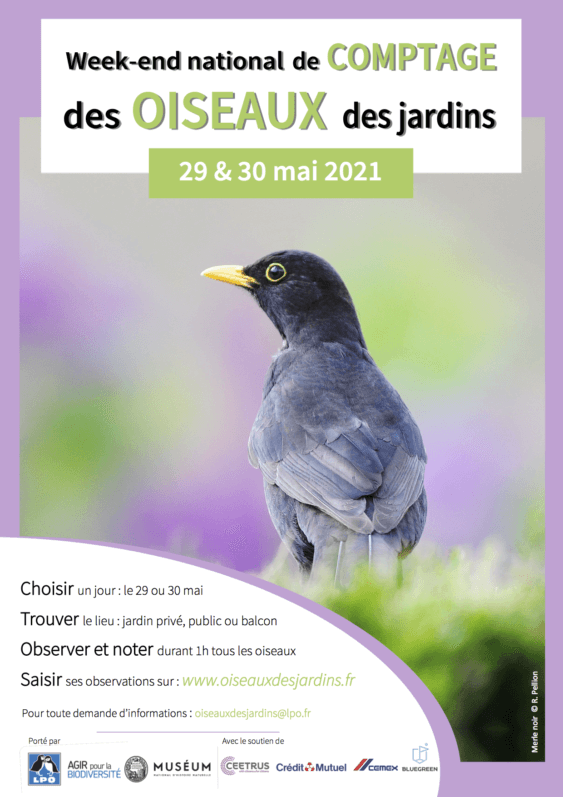 Week-end national de comptage des oiseaux des jardins, LPO, mai 2021