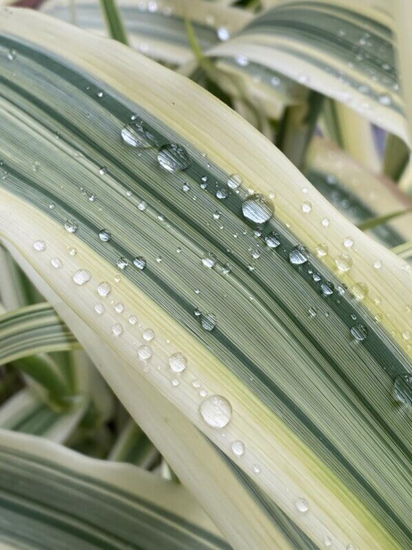 Gouttes d'eau de pluie sur le feuillage d'Arundo donax 'Variegata Compact Elle', en début d'été sur mon balcon parisien, Paris 19e (75)