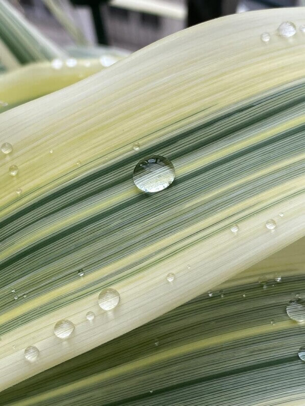 Gouttes d'eau de pluie sur le feuillage d'Arundo donax 'Variegata Compact Elle', en début d'été sur mon balcon parisien, Paris 19e (75)
