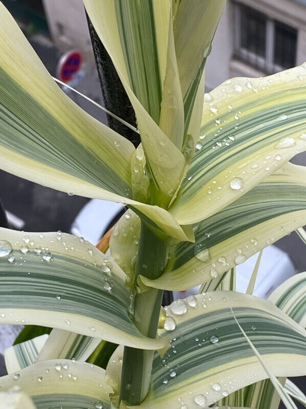 Gouttes d'eau de pluie sur le feuillage d'Arundo donax 'Variegata Compact Elle', en début d'été sur mon balcon parisien, Paris 19e (75)