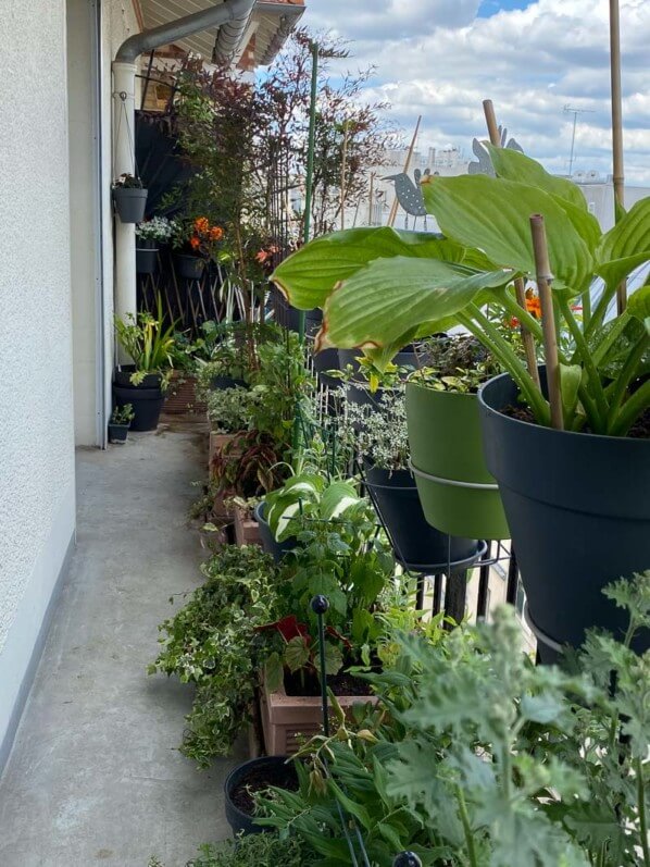 Mon balcon parisien complètement planté et installé au printemps, Paris 19e (75)