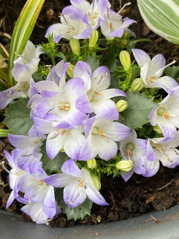 Lire la suite à propos de l’article Jolie petite campanule bicolore, vraiment trop craquante !