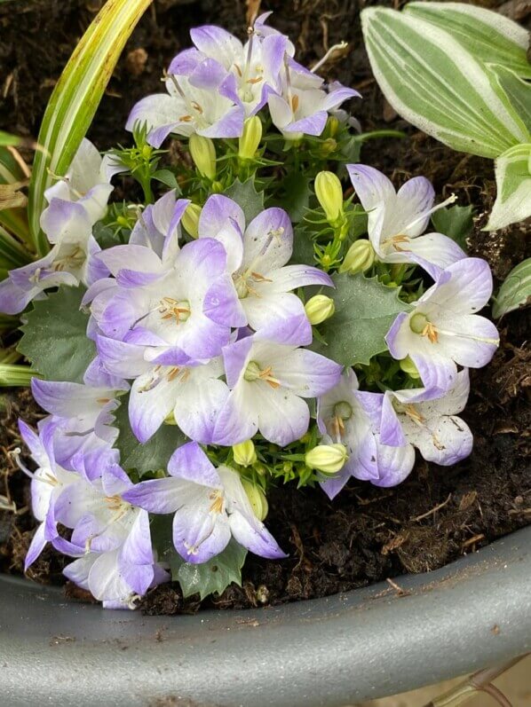 Campanule bicolore (Campanula isophylla) au printemps sur mon balcon parisien, Paris 19e (75)