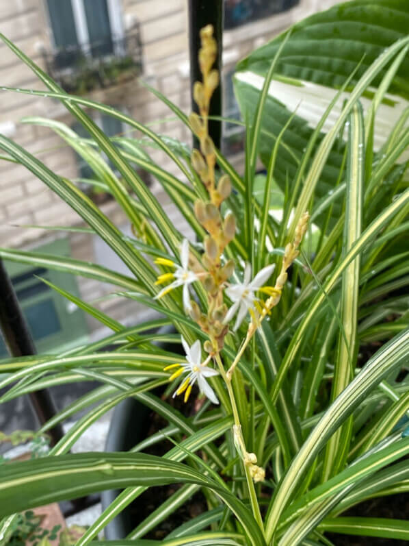 Chlorophytum saundersiae 'Starlight' au printemps sur mon balcon parisien, Paris 19e (75)