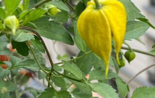 Clematis ‘Little Lemons’, clématite, au printemps sur mon balcon parisien, Paris 19e (75)