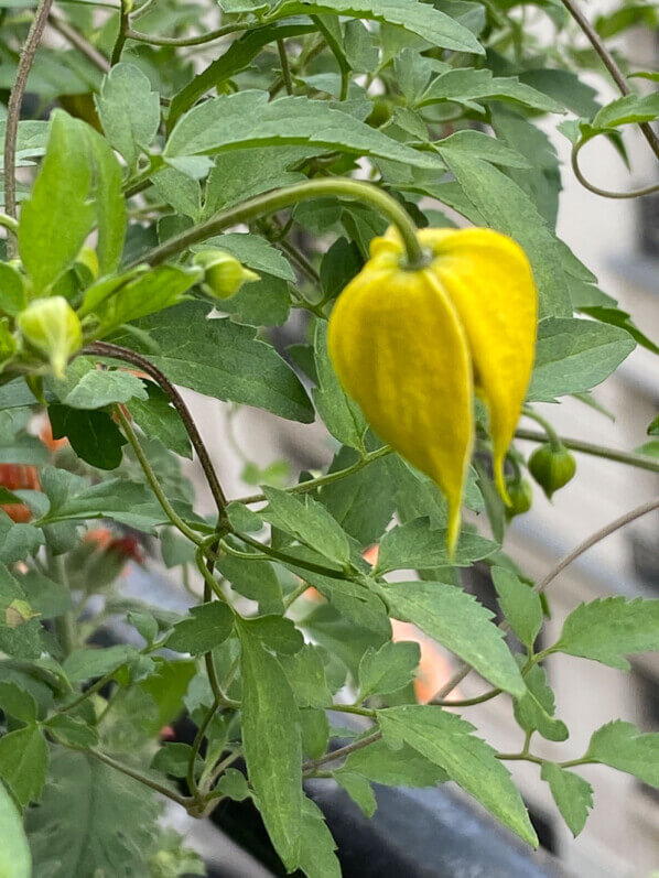 Clematis ‘Little Lemons’, clématite, au printemps sur mon balcon parisien, Paris 19e (75)