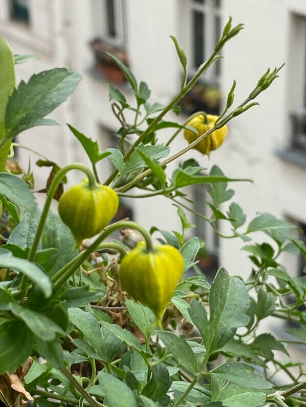 Clematis ‘Little Lemons’, clématite, au printemps sur mon balcon parisien, Paris 19e (75)