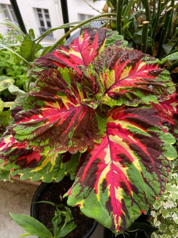 Coleus (Solenostemon) au printemps sur mon balcon parisien, Paris 19e (75)