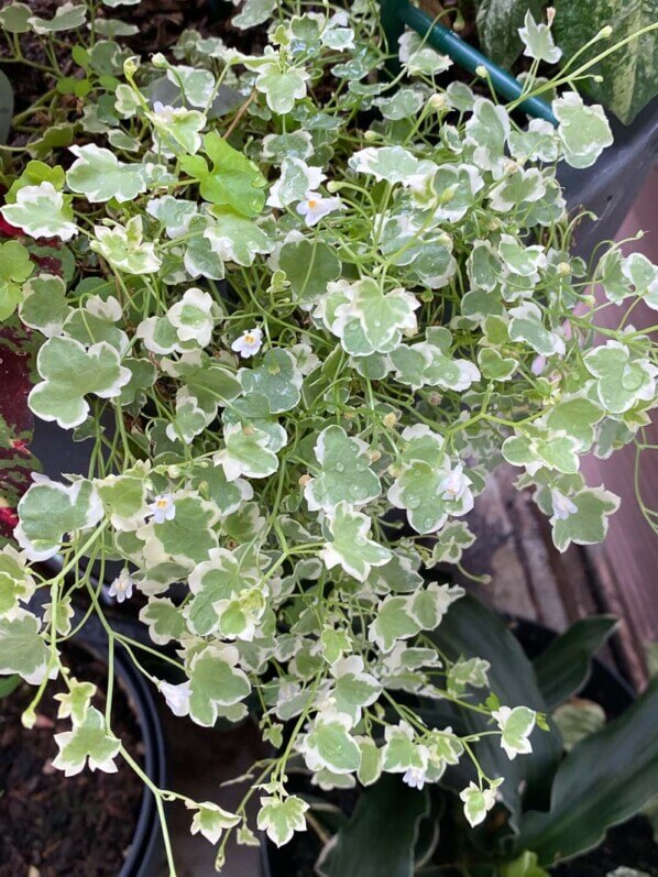 Cymbalaria muralis 'Snow Wave' en début d'été sur mon balcon parisien, Paris 19e (75)