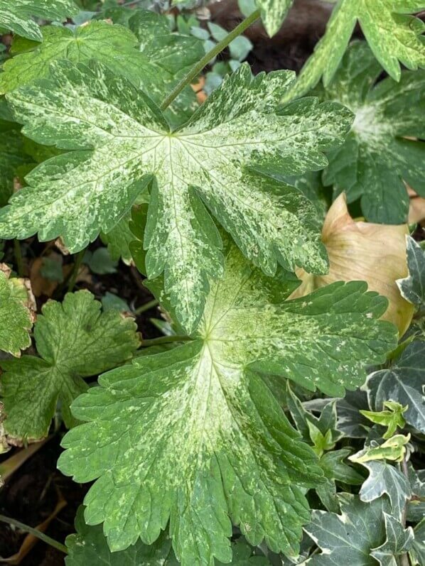 Geranium phaeum 'Margaret Wilson' au printemps sur mon balcon parisien, Paris 19e (75)