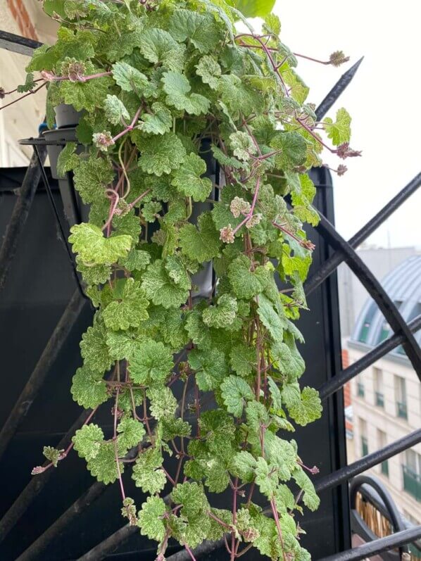 Glechoma hederacea 'Dappled Light' en début d'été sur mon balcon parisien, Paris 19e (75)