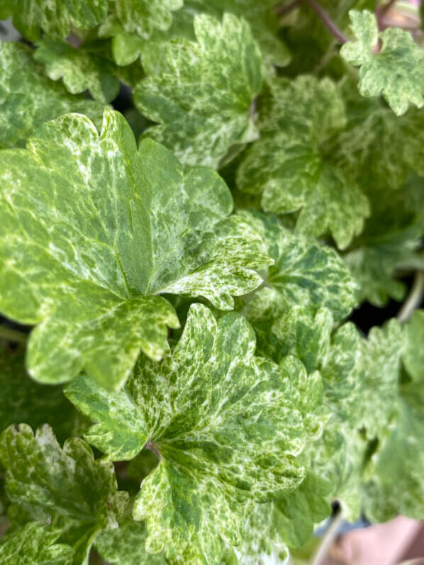 Glechoma hederacea 'Dappled Light' en début d'été sur mon balcon parisien, Paris 19e (75)