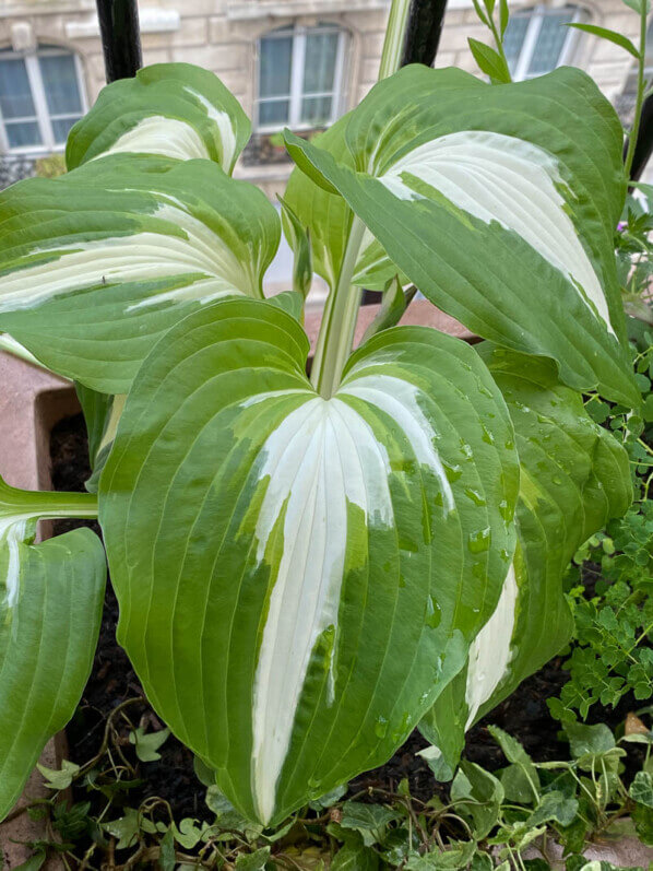 Hosta 'Night Before Christmas' au printemps sur mon balcon parisien, Paris 19e (75)