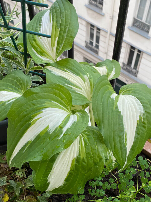 Hosta 'Night Before Christmas' au printemps sur mon balcon parisien, Paris 19e (75)