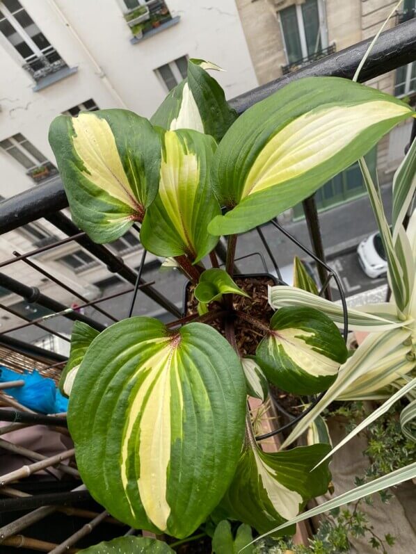 Hosta 'Raspberry Sundae' au printemps sur mon balcon parisien, Paris 19e (75)