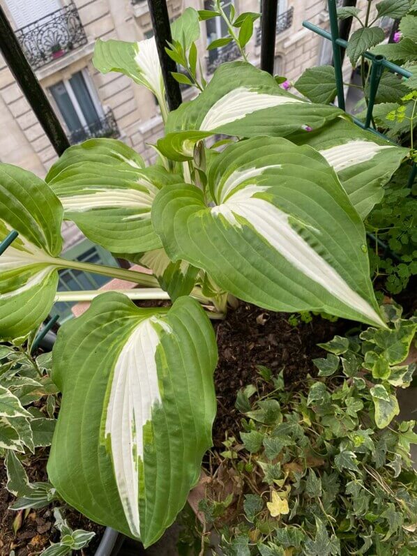 Hosta 'Night Before Christmas' au printemps sur mon balcon parisien, Paris 19e (75)