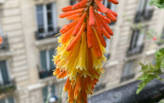 Fleurs du Kniphofia Orange Vanilla Popsicle en début d'été sur mon balcon parisien, Paris 19e (75)
