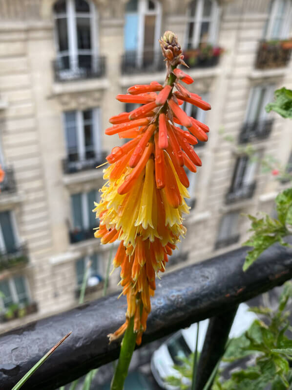 Fleurs du Kniphofia Orange Vanilla Popsicle en début d'été sur mon balcon parisien, Paris 19e (75)
