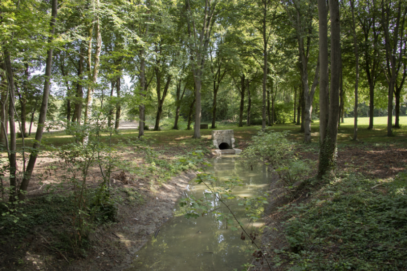 Le sous-bois du ru de Gally © château de Versailles : C. Milet