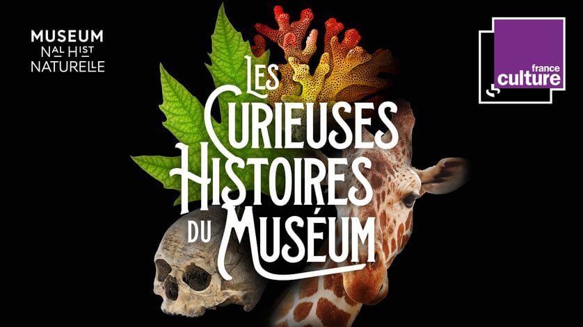 Lire la suite à propos de l’article Lancement du podcast “Les Curieuses histoires du Muséum”