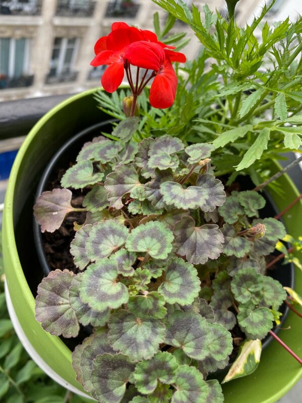 Pelargonium 'Red Vésuve' au printemps sur mon balcon parisien, Paris 19e (75)
