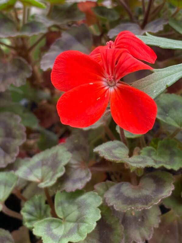 Pelargonium 'Red Vésuve' au printemps sur mon balcon parisien, Paris 19e (75)