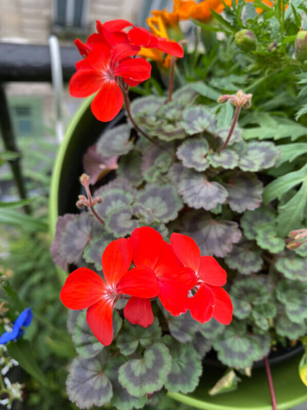 Pelargonium 'Red Vésuve' en début d'été sur mon balcon parisien, Paris 19e (75)