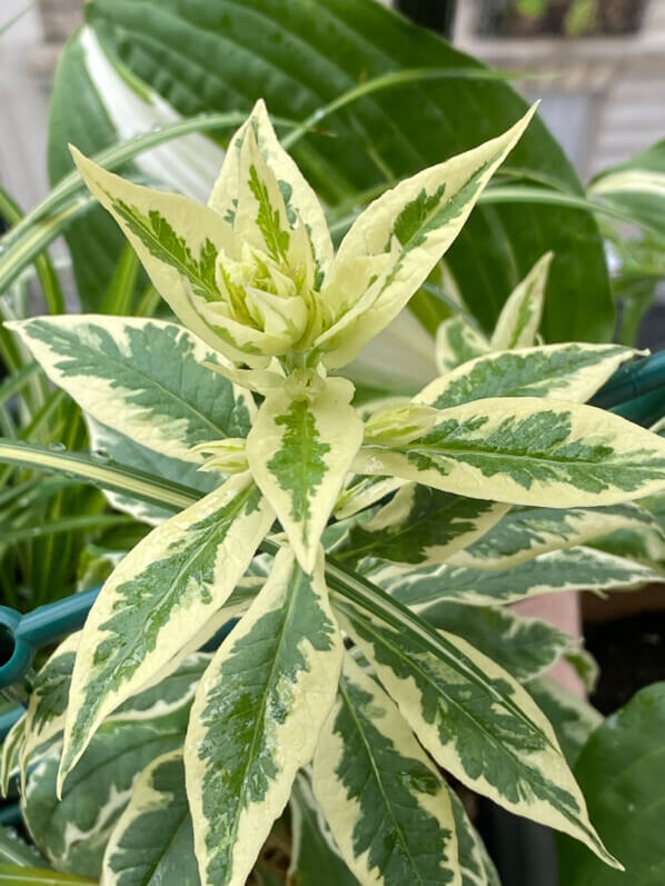 Phlox paniculata ''Crème de Menthe' ou 'Norah Leigh' en début d'été sur mon balcon parisien, Paris 19e (75)