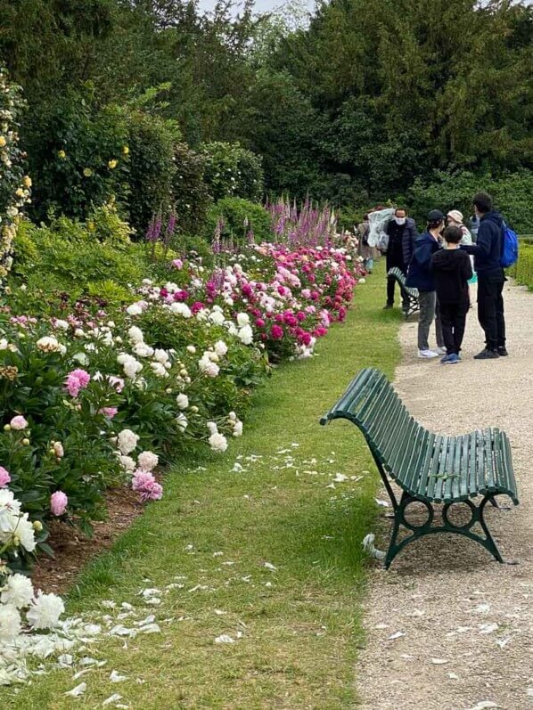 Collection de pivoines au printemps dans le parc de Bagatelle, Paris 16e (75)