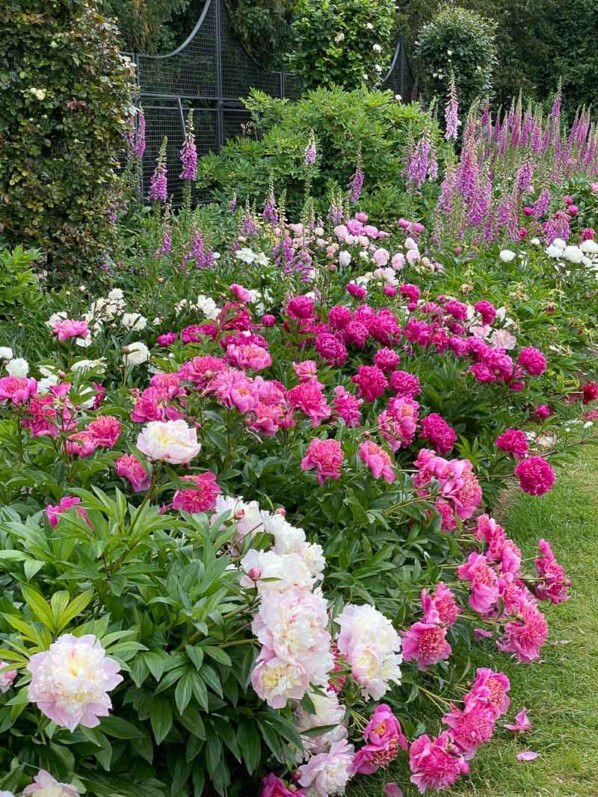 Collection de pivoines au printemps dans le parc de Bagatelle, Paris 16e (75)