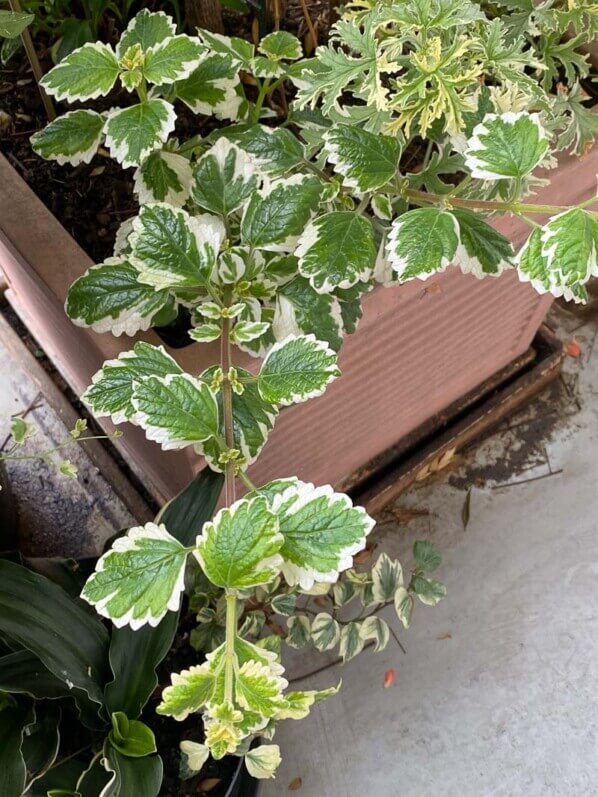 Plectranthus en début d'été sur mon balcon parisien, Paris 19e (75)