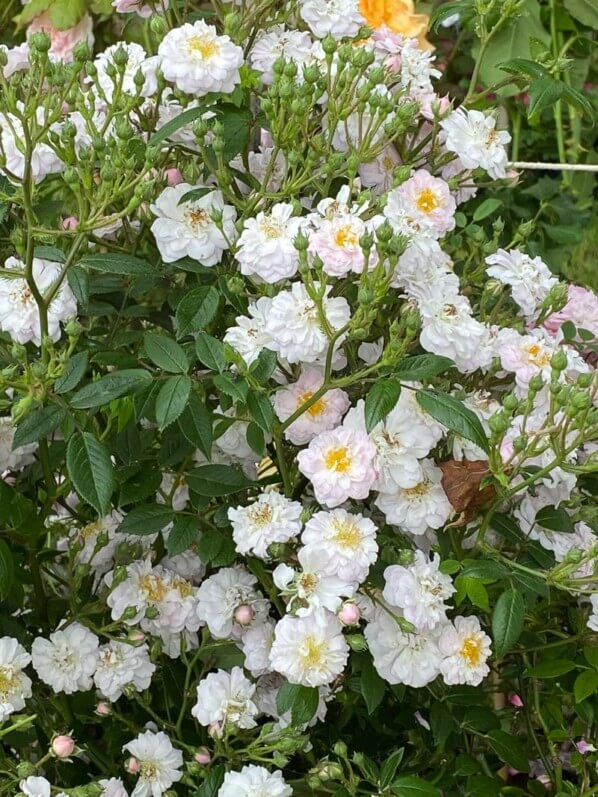 Rosier 'Little Rambler' au printemps dans le parc de Bagatelle, Paris 16e (75)