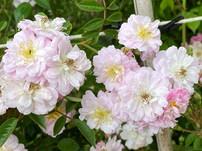 Rosier 'Little Rambler' au printemps dans le parc de Bagatelle, Paris 16e (75)