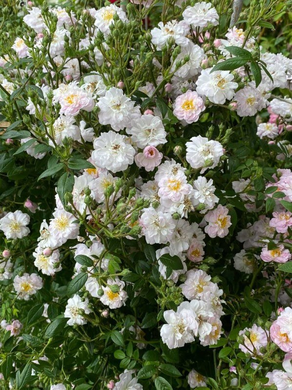 Rosier 'Little Rambler' au printemps dans le parc de Bagatelle, Paris 16e (75)