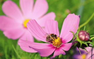 Cosmos et abeille, Semaine des fleurs pour les abeilles du 10 au 20 juin 2021