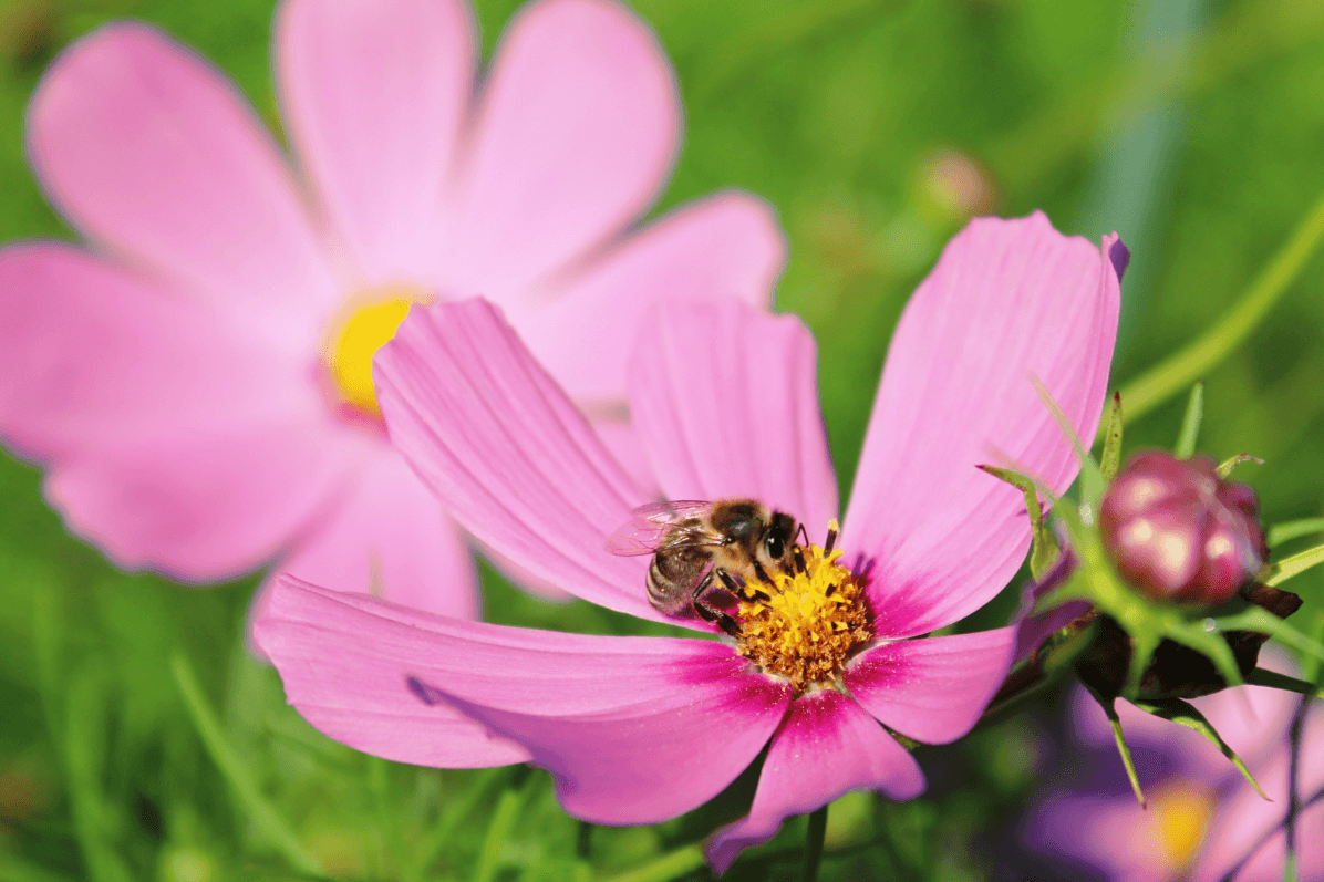 Lire la suite à propos de l’article Semaine des fleurs pour les abeilles du 10 au 20 juin 2021