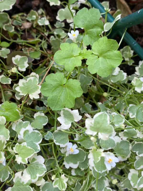 Cymbalaria muralis 'Snow Wave' au printemps sur mon balcon parisien, Paris 19e (75)